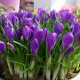 Krokus Flower Record - Crocus vernus - hlízy krokusu - 3 ks
