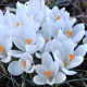 Krokus Jeanne d Arc - Crocus vernus - hlízy krokusu - 3 ks