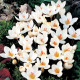 Krokus Miss Vain - Crocus biflorus - hlízy krokusu - 3 ks