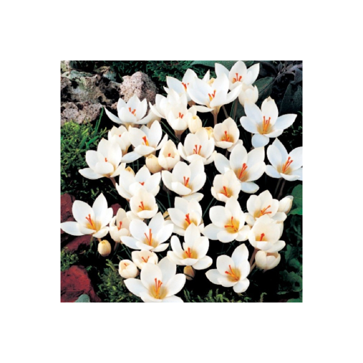 Krokus Miss Vain - Crocus biflorus - hlízy krokusu - 3 ks