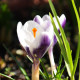 Krokus Prins Claus - Crocus chrysanthus - hlízy krokusu - 3 ks