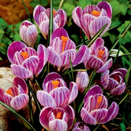 Krokus Pickwick - Crocus vernus - hlízy krokusu - 3 ks