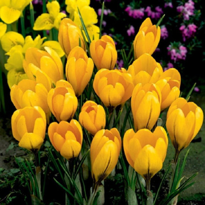 Krokus Yellow - Crocus vernus - hlízy krokusu - 3 ks