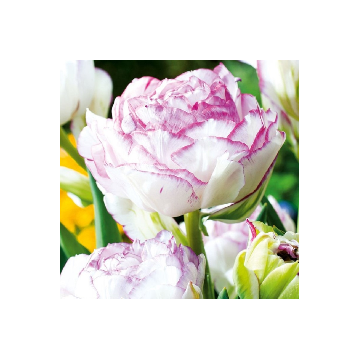 Tulipán Double Touch - Tulipa - cibule tulipánu - 3 ks