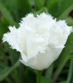 Tulipán Honeymoon - Tulipa - cibule tulipánu - 3 ks