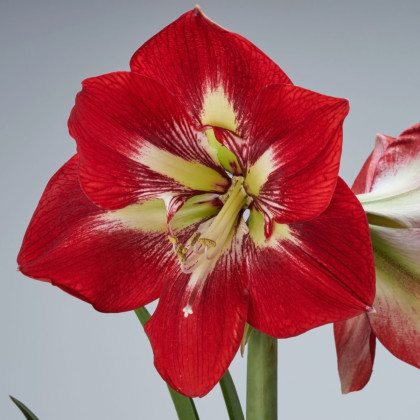 Hvězdník Barbados - Hippeastrum - cibule hvězdníku - 1 ks