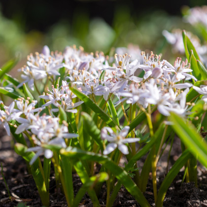 Ladoňka růžová - Scilla bifolia rosea - cibule ladoňky - 3 ks