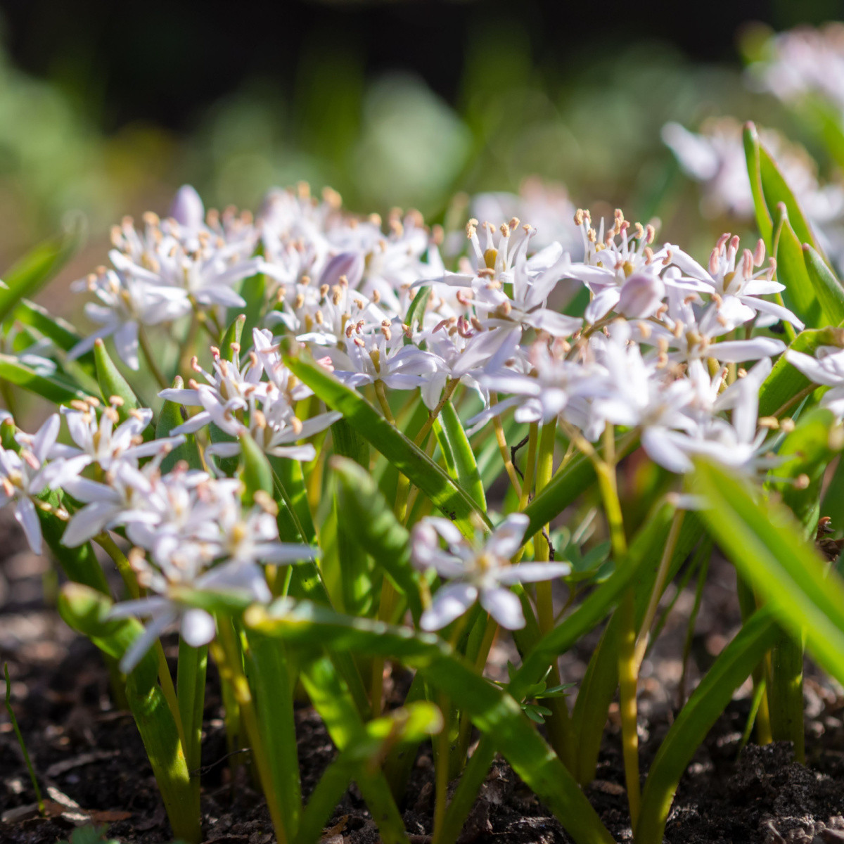 Ladoňka růžová - Scilla bifolia rosea - cibule ladoňky - 3 ks
