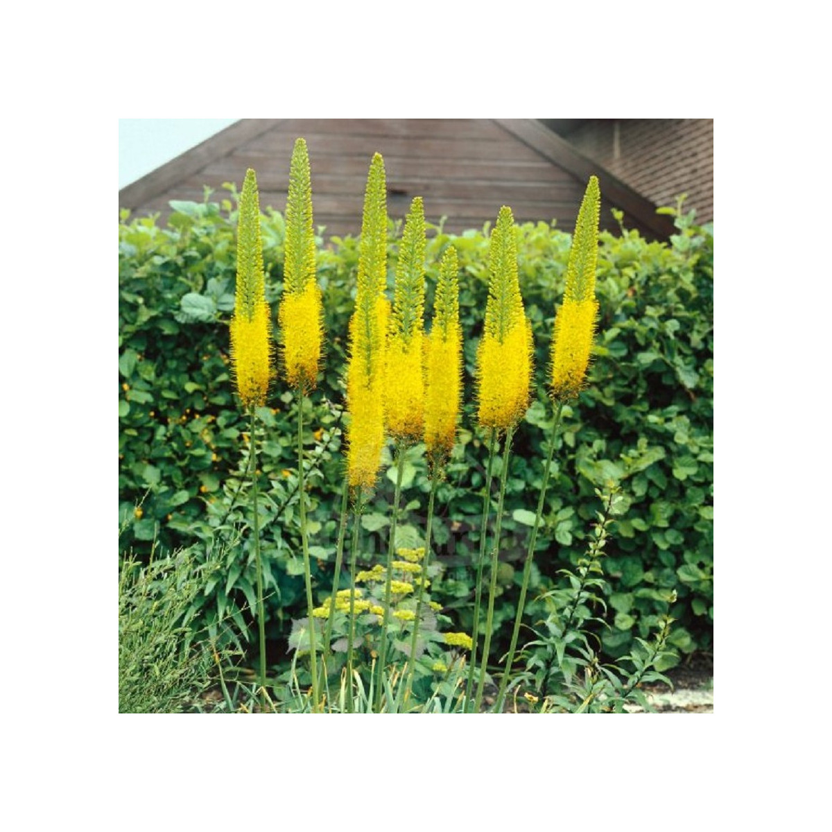 Liliochvostec Moneymaker - Eremurus - hlízy liliochvostce - 1 ks