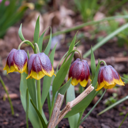 Řebčík Michailovskyi - Fritillaria michailovskyi - cibule řebčíku - 3 ks