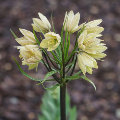 Řebčík Raddeana - Fritillaria raddeana - cibule řebčíku - 1 ks