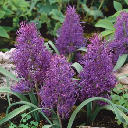 Modřenec Plumosum - Muscari comusum - cibule modřence - 5 ks