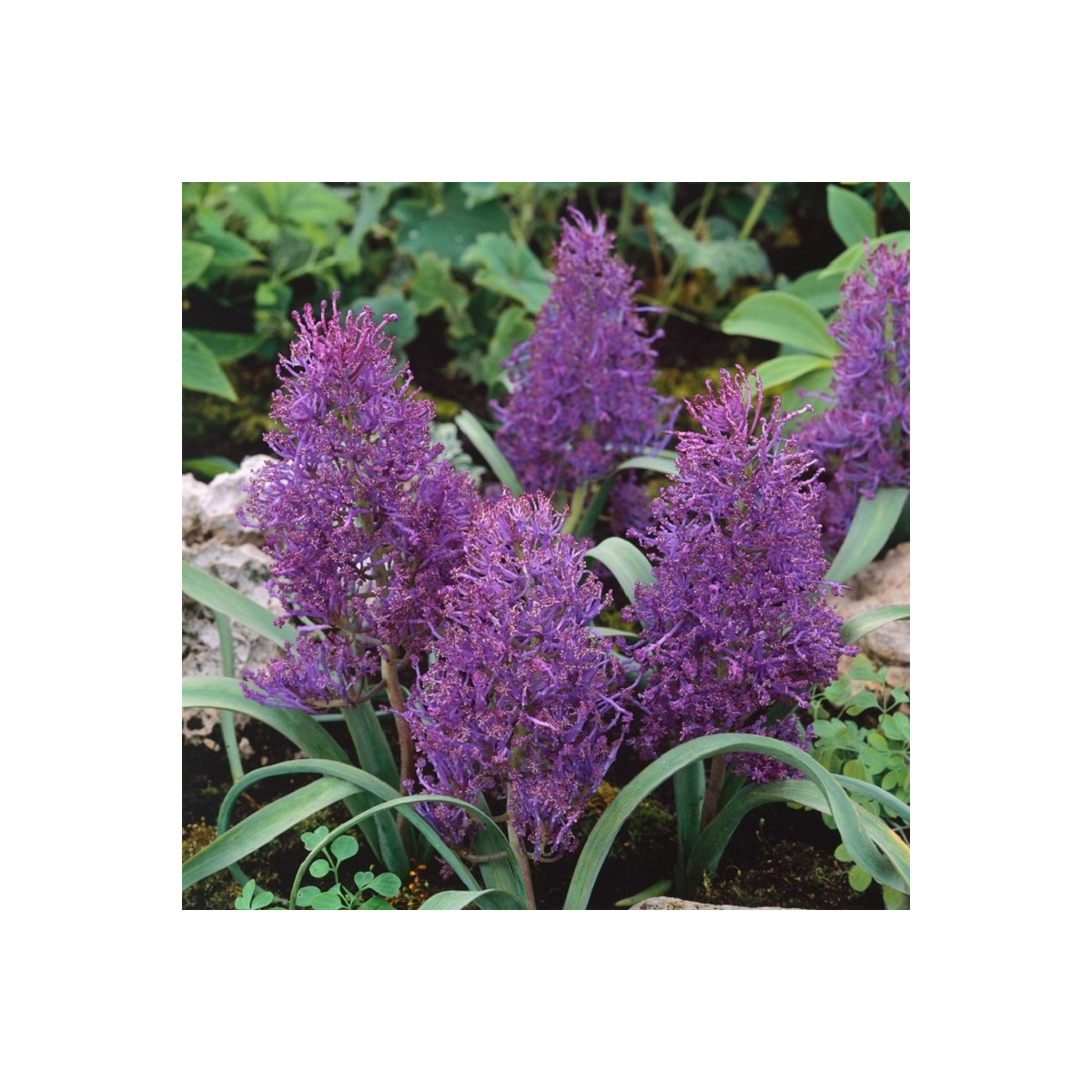 Modřenec Plumosum - Muscari comusum - cibule modřence - 5 ks