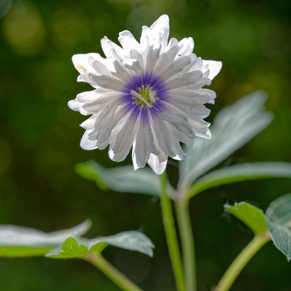 Sasanka Blue eyes - Anemone nemorosa - hlízy sasanky - 1 ks