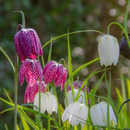 Řebčík kostkovaný - Fritillaria meleagris mix - cibule řebčíku - 3 ks