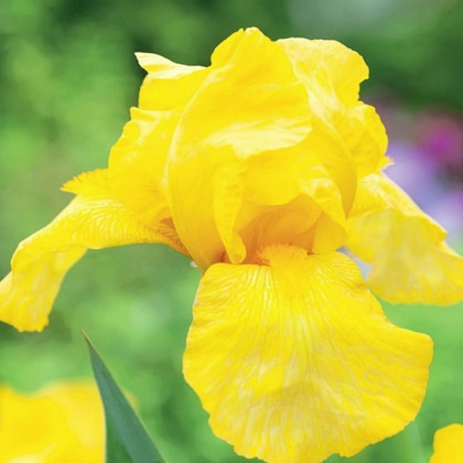 Kosatec německý Maui Moonlight - Iris germanica - hlízy kosatce - 1 ks