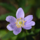Sasanka Robinsoniana - Anemone nemorosa - hlízy sasanky - 1 ks