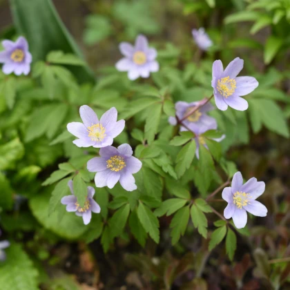 Sasanka Robinsoniana - Anemone nemorosa - hlízy sasanky - 1 ks