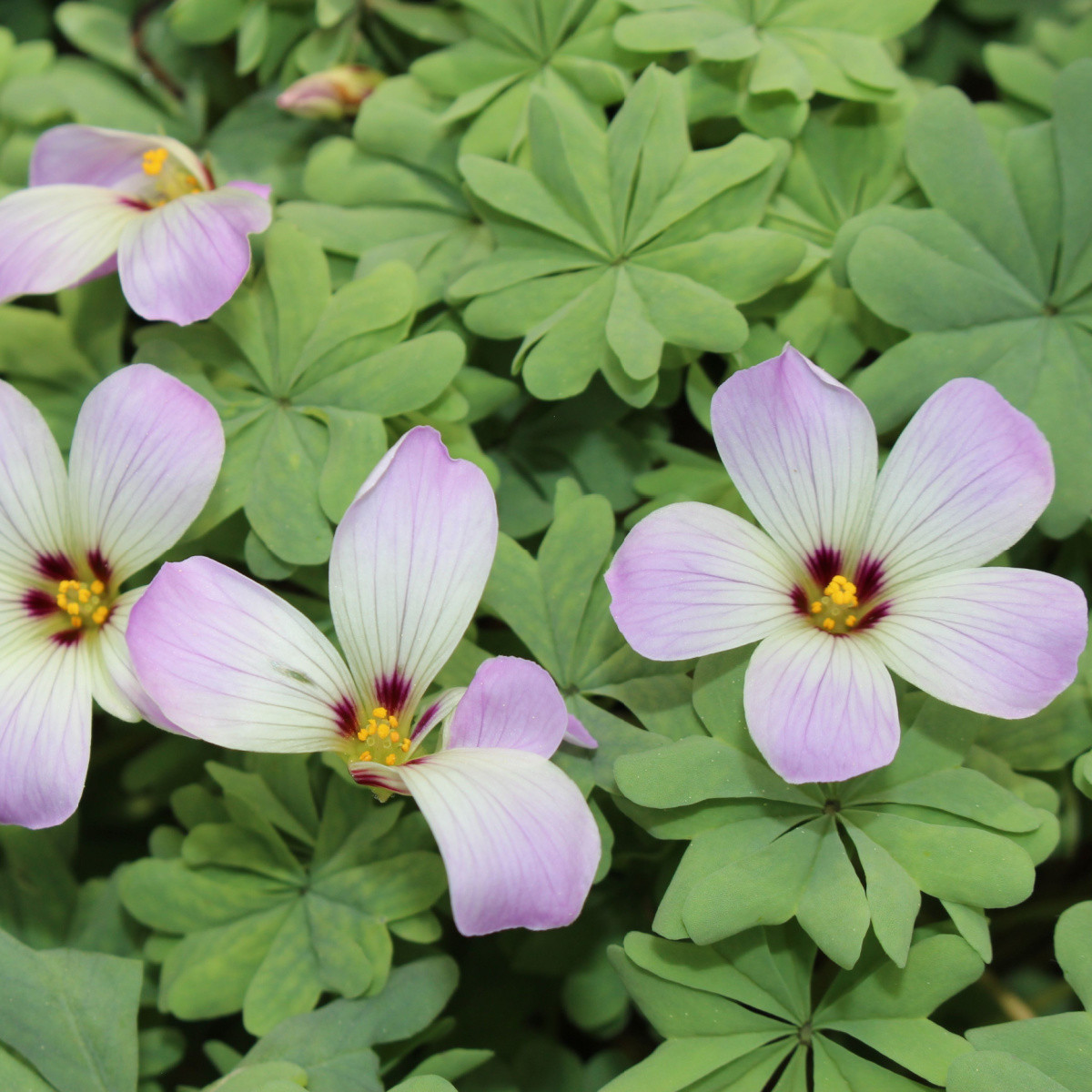 Šťavel žláznatolistý - Oxalis adenophylla - hlízy šťavelu - 1 ks