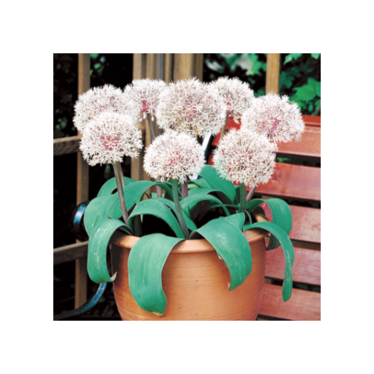 Česnek Ivory Queen - Allium - cibule okrasného česneku - 3 ks