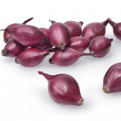 Cibule sazečka ozimá Akado - Allium cepa - cibulky - 500 g