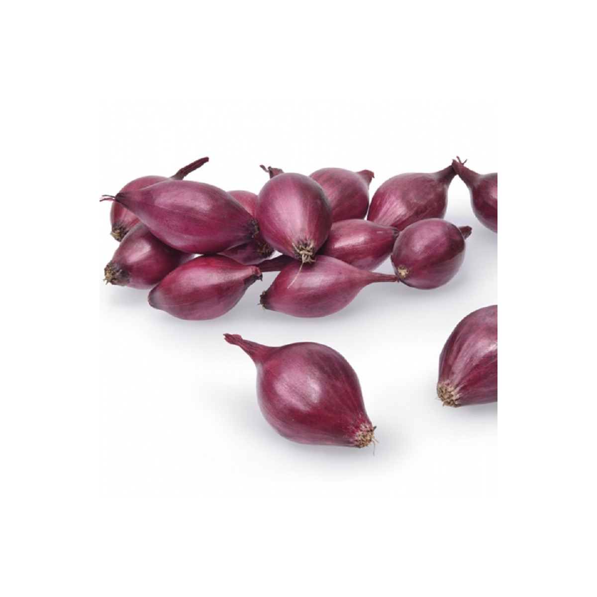 Cibule sazečka ozimá Akado - Allium cepa - cibulky - 500 g