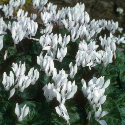 Brambořík Sowbread - Cyclamen repandum album - hlízy bramboříku - 1 ks