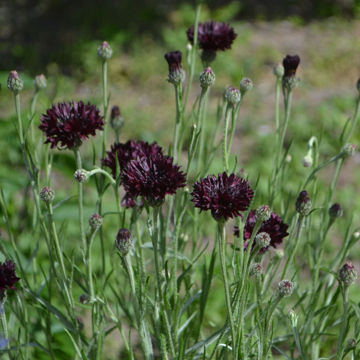 Chrpa černá - Centaurea cyanus - semena chrpy - 50 ks