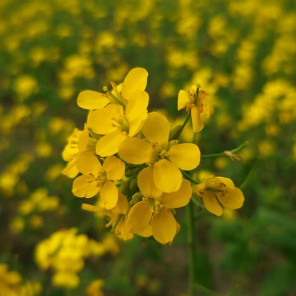 BIO Hořčice černá - Brassica nigra - semena hořčice - 50 ks