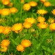 BIO Měsíček lékařský oranžový - Calendula officinalis - semena měsíčku - 30 ks