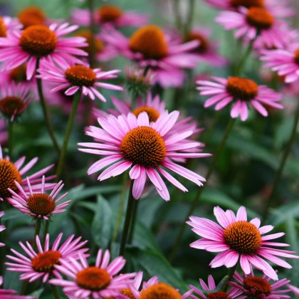 BIO Třapatkovka nachová - Echinacea purpurea - semena třapatkovky - 15 ks