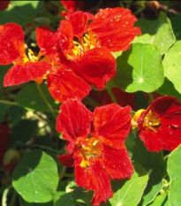 Nasturcja mniejsza Whirlybird mahogany - Tropaeolum minus - nasiona nasturcji - 10 szt.