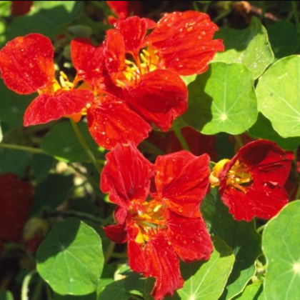 Nasturcja mniejsza Whirlybird mahogany - Tropaeolum minus - nasiona nasturcji - 10 szt.