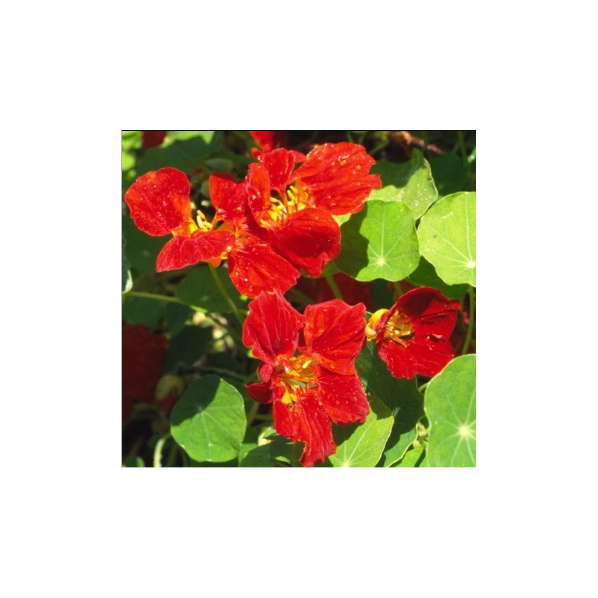 Nasturcja mniejsza Whirlybird mahogany - Tropaeolum minus - nasiona nasturcji - 10 szt.