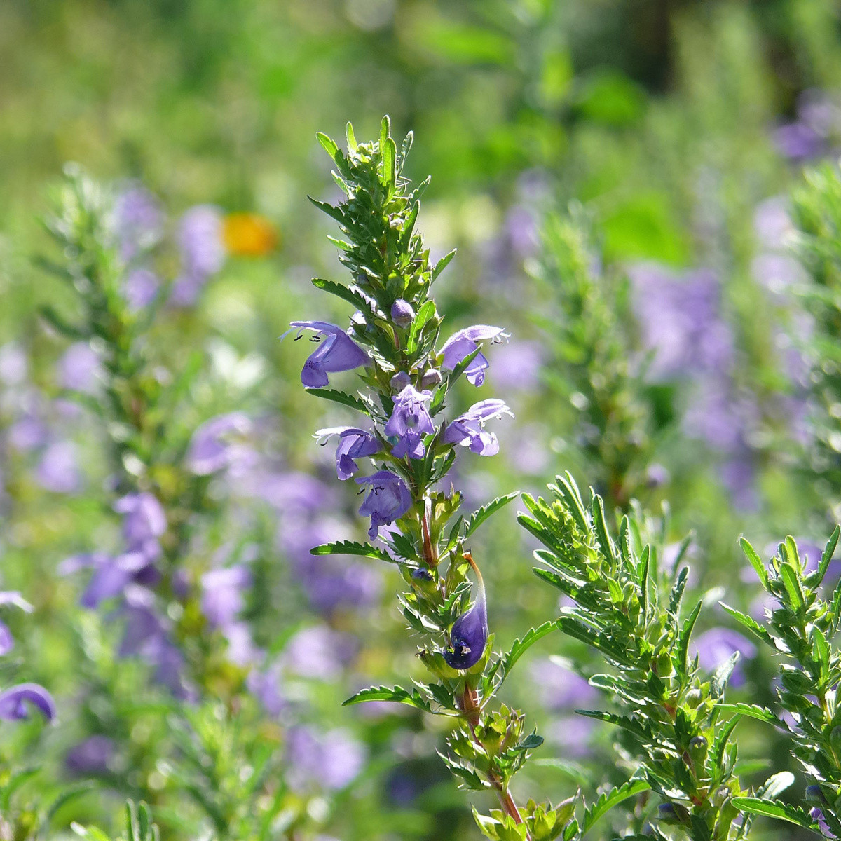 Bio olejnička iberská - Lallemantia iberica - bio semena olejničky - 30 ks