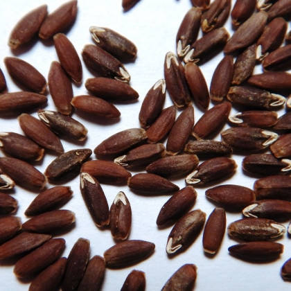 Bio olejnička iberská - Lallemantia iberica - bio semena olejničky - 30 ks