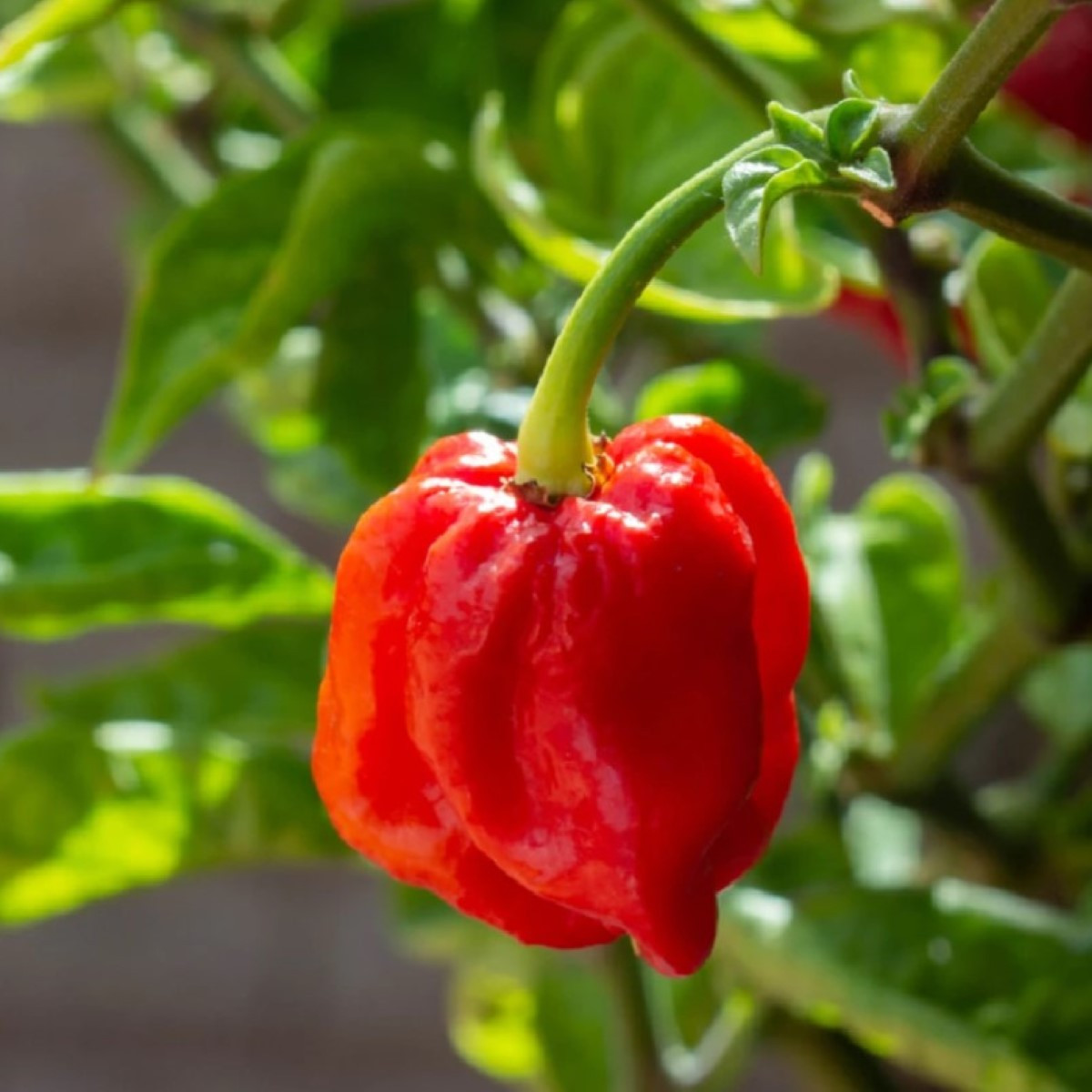 Chilli 7 Pot Douglah Red - Capsicum chinense - semena chilli - 7 ks
