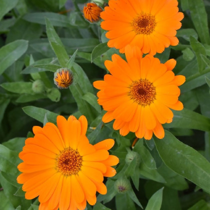 Měsíček lékařský Orange Daisy - Calendula officinalis - semena měsíčku - 60 ks
