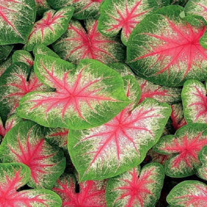 Kaládium Pink Beauty - Caladium bicolor - hlízy kaládia - 1 ks