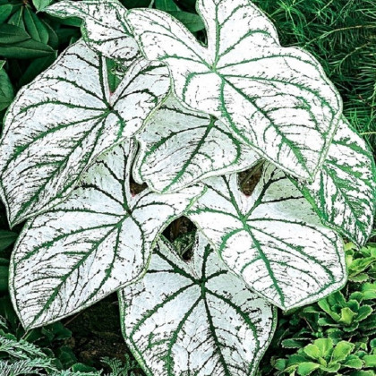Kaládium Candidum Sr - Caladium bicolor - hlízy kaládia - 1 ks