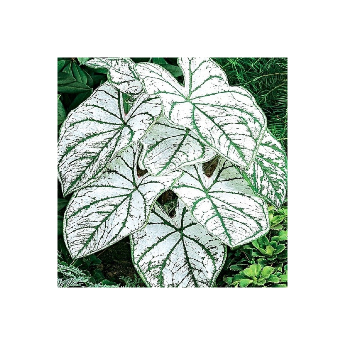 Kaládium Candidum Sr - Caladium bicolor - hlízy kaládia - 1 ks