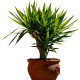 Dračinec olbrzymi - Dracaena draco - nasiona dračince - 8 szt.