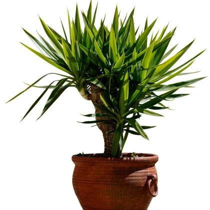 Dračinec olbrzymi - Dracaena draco - nasiona dračince - 8 szt.
