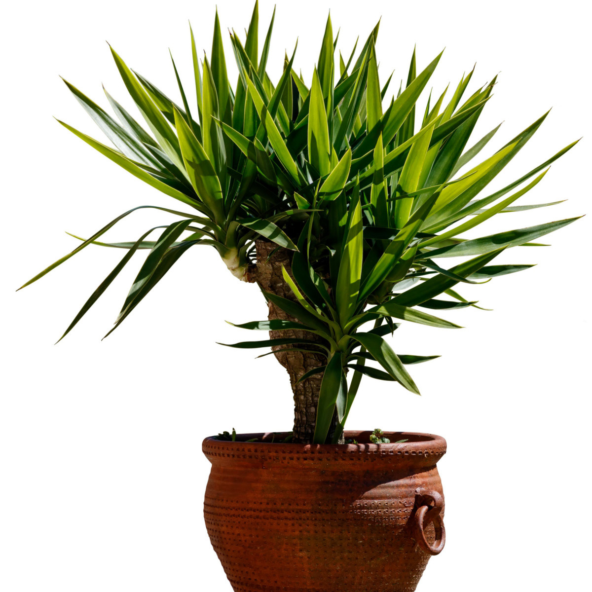 Dračinec olbrzymi - Dracaena draco - nasiona dračince - 8 szt.