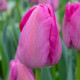 Tulipán Purple Pride - Tulipa - cibule tulipánu - 3 ks