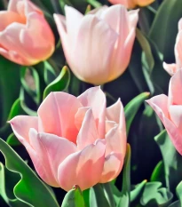 Tulipán Apricot Beauty - Tulipa - cibule tulipánu - 3 ks