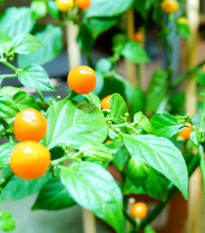 Chilli Aji charapita Yellow - Capsicum chinense - nasiona chilli - 7 szt.