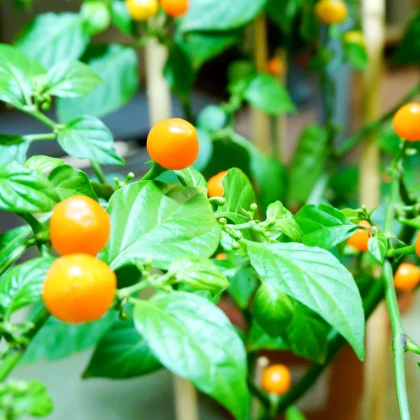 Chilli Aji charapita Yellow - Capsicum chinense - nasiona chilli - 7 szt.