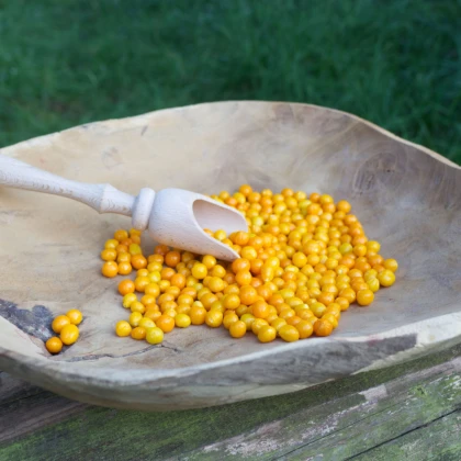 Chilli Aji charapita Yellow - Capsicum chinense - nasiona chilli - 7 szt.