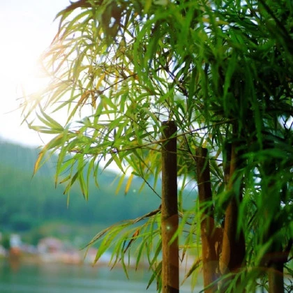 Bambus obrovský - Bambusa arundinacea - semena bambusu - 2 ks